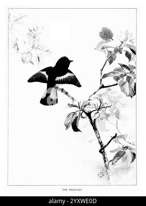 Vogelporträts, Boston, Ginn & Company, 1901, Birds, Setophaga ruticilla, American Redstart, Eine wunderschön illustrierte Darstellung eines Redstarts, der anmutig auf einem Zweig thront. Der Vogel wird in Mittelstellung mit ausgestreckten Flügeln gezeigt und zeigt sein charakteristisches Gefieder. Zarte Blätter umgeben den Zweig und verleihen der Komposition ein natürliches Element. Unter der Abbildung wird der Titel „THE REDSTART“ elegant präsentiert, der auf die Identität des Probanden hinweist. Die komplizierten Details heben die Merkmale des Vogels und das umgebende Laub hervor und enthüllen einen Moment der Ruhe in der Natur. Stockfoto