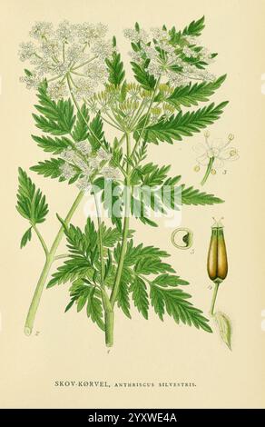 Billeder af Nordens Flora, København, G.E.C. Gad, 1901-1903 [d. h. 1907], Bildwerke, Pflanzen, Skandinavien, die Illustration zeigt die Pflanze Anthriscus sylvestris, allgemein bekannt als wilder Kerbel oder Kuh-Petersilie. Es zeigt die zarten weißen Blüten der Pflanze in Regenschirmform, die charakteristisch für die Familie der Apiaceae sind. Die Blätter sind fein geteilt und gefiedert, was das üppige grüne Laub der Pflanze hervorhebt. Das Hauptbild wird mit markierten Teilen der Pflanze begleitet, einschließlich einer Nahaufnahme der Blumen, Früchte und Samen, die eine detaillierte Ansicht der Anatomie der Pflanze ermöglichen. Der Titel „SKOV Stockfoto