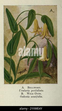 Wild, Blumen, östlich, von, Rockies, New York, 1910, Vereinigte Staaten, Wildflowers, diese Illustration zeigt zwei verschiedene botanische Motive mit den Bezeichnungen A und B. das erste Thema, A, zeigt das Bellwort (Uvularia perfoliata), das sich durch seine langen grünen Blätter und zarte, glockenförmige gelbe Blüten auszeichnet, die anmutig am Stiel hängen. Das zweite Thema, B, zeigt Wild Oats (Avena fatua), identifiziert an seinen schlanken, federartigen Samenköpfen, die sanft auf hohen, dünnen Stängeln schweben. Der Hintergrund bietet einen sanften Verlauf, der die Lebendigkeit der Pflanzen verbessert und einen klaren Fokus auf die Pflanzen bietet Stockfoto