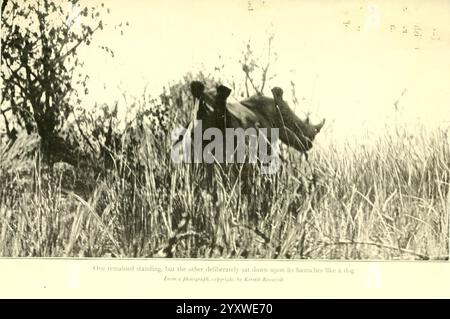 Afrikaner, Spiel, Trails, London, John, Murray, 1910, Jagd, Uganda, Beschreibung, und Reise, Afrika, Osten, Eine ruhige Landschaft fängt zwei Pferde in Bewegung ein, die anmutig ein Feld mit hohen Gräsern durchqueren. Der Hintergrund zeigt einen Baum mit weitläufigen Ästen, der eine friedliche, aber dynamische Szene schafft. Die Pferde, die lebendig und temperamentvoll wirken, verkörpern ein Gefühl der Freiheit und Verbundenheit mit der Natur. Das Zusammenspiel von Licht und Schatten verbessert die allgemeine Ruhe und lädt die Zuschauer ein, die Schönheit dieses ländlichen Moments zu genießen. Stockfoto