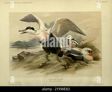 Wildtiere, Vögel und Wildtiere, Geflügel, von, die Briten, Inseln, Sheffield, Pawson, und, Brailsford, 1900, Great, Britain, Birds, Eider, somateria, Mollissima, Common, Eider, Wild und Wild, Vögel, Polysticta, stelleri, Steller's, eider, somateria, spectabilis, King, Eider, die Illustration zeigt eine Szene mit drei verschiedenen Arten von Eiderenten, die ihre einzigartigen Eigenschaften deutlich zeigen. Im Vordergrund ist eine Steller's Eider in dynamischer Pose mit ausgestreckten Flügeln dargestellt, die ihr markantes Gefieder zeigen. Links davon liegt ein gemeiner Eider still und betont sein Su Stockfoto