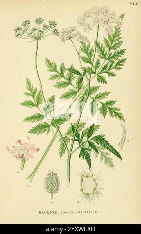 Billeder af Nordens Flora, København, G.E.C. Gad, 1901-1903 [d. h. 1907], Bildwerke, Pflanzen, Skandinavien., die Illustration zeigt die Pflanze, die als Torilis anthriscus bekannt ist und allgemein als wilder Kerbel oder Klette bezeichnet wird. Die detaillierte Darstellung zeigt die zarten Stiele der Pflanze, die mit aufwendig geteilten Blättern verziert sind und verschiedene Grüntöne zeigen. Neben dem Hauptstamm werden mehrere botanische Elemente hervorgehoben: Eine Gruppe kleiner Blüten mit rosafarbenen Akzenten, Samenköpfe und Querschnitte verschiedener Pflanzenteile. Die Gesamtkomposition betont die einzigartige St Stockfoto