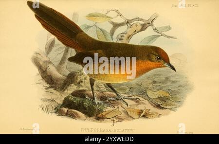 Das ibis London veröffentlichte British Ornithologists' Union Academic Press Birds Ornithology Periodicals, Ein wunderschön illustrierter Vogel, der auf einem Zweig thront und ein reiches, lebendiges Gefieder mit Orange- und Brauntönen zeigt. Das Vogelauge ist wachsam und neugierig und lenkt die Aufmerksamkeit auf seine besonderen Merkmale, darunter einen langen Schwanz und einen zarten Schnabel. Um den Vogel herum gibt es detailreiche Blätter und Zweige, die seinen natürlichen Lebensraum hervorheben. Die Gesamtkomposition spiegelt eine Mischung aus Kunstfertigkeit und dem Wunder des Vogellebens wider und lädt die Zuschauer ein, die Schönheit der Natur zu schätzen. Stockfoto