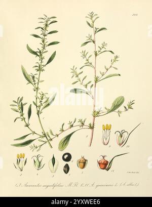 Icones florae Germanicae, Helveticae, Pedemontanae, Tirolensis, Istriacae, Dalmaticae, Austriacae, Hungaricae, Transylvanicae, Moravicae, Borussicae, Holsaticae, Belgicae, Hollandicae, Mediae Europae, Lipsiae, F. Hofmeister, 1834-1912, [v. 1, 1850], Europa, Bildwerke, Pflanzen, die Illustration zeigt die Amaranthus angustifolius Pflanze, die ihre langen Stiele und charakteristischen Blätter zeigt. Detaillierte botanische Skizzen heben verschiedene Blütenformen hervor, darunter gelbe Staubblätter und charakteristische Fortpflanzungsstrukturen. Das Arrangement präsentiert die Merkmale der Anlage in einem klaren, organisierten Mann Stockfoto