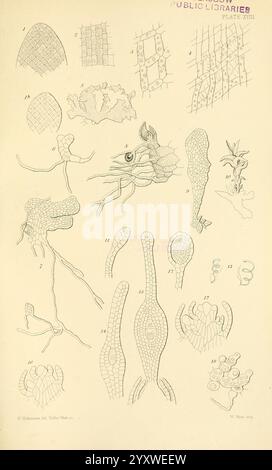 Zur Keimung, Entwicklung und Fruktifizierung der höheren Cryptogamia, London, Pub. Für die Ray Society von R. Hardwicke, 1862, Koniferen, Pteridophyta, Pflanzenmorphologie, die Illustration zeigt eine Sammlung komplizierter wissenschaftlicher Zeichnungen, die verschiedene botanische und zelluläre Strukturen zeigen. Der obere Abschnitt zeigt eine Reihe von Blatt- und Stammmustern, einschließlich spezifischer Anordnungen von Zellen mit unterschiedlichen Formen wie Parallelogrammen und Polygonen. Nach unten zeigen die Abbildungen komplexere Formen, einschließlich Wurzelstrukturen und Fortpflanzungsmerkmale von Pflanzen, die die unterstreichen Stockfoto