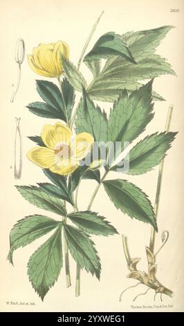 Curtis's Botanical Magazine London New York Botanical Illustration Botany Periodicals Pictorial Works Plants Ornamental Curtis, diese botanische Illustration zeigt eine blühende Pflanze mit leuchtenden gelben Blüten und markanten, gezackten grünen Blättern. Die Komposition enthält eine detaillierte Darstellung der Struktur der Blume mit einer markanten Blüte mit mehreren Blütenblättern, die einen Staubstamm in der Mitte umgibt. Weitere Elemente sind eine Nahaufnahme der Fortpflanzungsteile der Blüte und eine Seitenansicht der Blattstiele. Das Gesamtdesign betont die komplizierten Details der Anlage Stockfoto