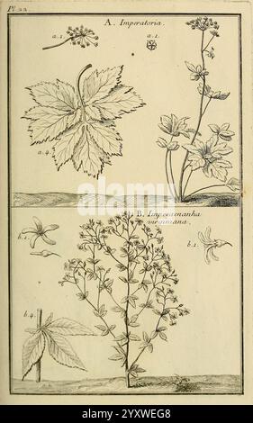 Les Figures des plantes et animaux d'use en medicine, Paris, Desprez, 1764-1765, materia medica, die Abbildung zeigt zwei verschiedene botanische Studien mit der Bezeichnung A und B. Stockfoto