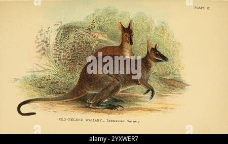 Ein Handbuch zu den Marsupialia und Monotremata London, E. Lloyd, 1896. Beuteltiere monotremes macropus ruficollis macropus ruficollis rothalsiges Wallaby QLD NSW VIC Australien macropus rufogriseus macropus rufogriseus rufogriseus Bennetts wallaby rothals sci Art Richard Lydekker zeigt diese Illustration zwei rothalsige Wallabys, insbesondere die tasmanische Sorte, in einer natürlichen Umgebung. Die Wallabys sind gut sichtbar positioniert, wobei einer in einer gehockerten Haltung steht und der andere aufrecht steht, scheinbar wachsam. Das üppige Grün im Hintergrund deutet darauf hin Stockfoto