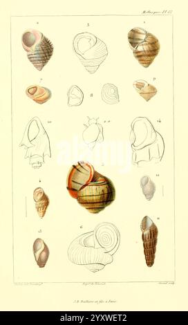 Les Mollusques, Paris, J. B. Baillière, 1868, Mollusken, Klassifizierung zeigt diese Abbildung eine Vielzahl von detaillierten Muscheln, die zur Identifizierung nummeriert sind. Die Kollektion bietet verschiedene Formen, Größen und Texturen, von langen Spiralen bis hin zu abgerundeten Formen. Einige Muscheln weisen unterschiedliche Muster und Farben auf, die die natürliche Schönheit und Vielfalt der Meereslebewesen hervorheben. Das Arrangement fängt das Wesen der Meeresmuscheln ein und bietet einen Einblick in ihre einzigartigen Eigenschaften. Diese Darstellung spiegelt einen wissenschaftlichen Ansatz zur Naturgeschichte wider und betont den Stockfoto