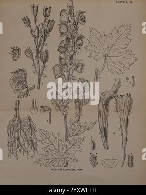 Indische Heilpflanzen, Bahadurganj, Indien, Sudhindra Nath Basu, Büro Pâninî, 1918, Indien, Botanik, Botanical Medical, eine Illustration von Aconitum falconeri, auch bekannt als Falconer's Monkshood, zeigt verschiedene Teile der Pflanze. Zu den detaillierten Komponenten gehören die Blütenstruktur, Blätter, Wurzeln und Samenkörner sowie numerische Beschriftungen zur Identifizierung. Diese botanische Studie hebt die komplizierten Merkmale der Pflanze hervor und betont ihre einzigartigen Eigenschaften und Morphologie, die für wissenschaftliche Nachschlagewerke und Forschung im Bereich der Botanik von wesentlicher Bedeutung sind. Stockfoto