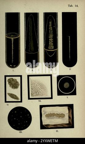 Atlas und, was wir brauchen, von Bakteriologie, New York, 1897, Bakterien, Atlanten, bakteriologisch, Technik zeigt die Illustration eine Reihe unterschiedlicher mikroskopischer Bilder, die verschiedene Zellstrukturen und -Formen darstellen. Jeder beschriftete Abschnitt enthält verschiedene Proben Stockfoto