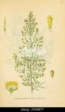 Billeder af nordens Flora København, G.E.C. Gad's forlag, 1917-1927, Plants, Finnland, Skandinavien, der New York Botanical Garden, Bildwerke, Artemisia absinthium, Eine botanische Illustration, die die Pflanze Artemisia absinthium, allgemein bekannt als Wermut, zeigt. Die detaillierte Darstellung umfasst eine vollständige Pflanzenansicht mit mehreren Zweigen, die mit kleinen, gelb-grünen Blüten verziert sind. Um die zentrale Abbildung herum befinden sich beschriftete Komponenten: Eine Nahaufnahme einzelner Blütenstrukturen und eine Darstellung der Samenkapsel. Die komplizierten Blätter weisen eine gefiederte Textur auf, die die Besonderheit der Pflanze unterstreicht Stockfoto