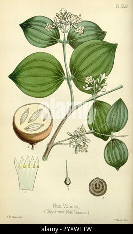 Die Flora Homoeopathica London Leath & Ross 1852-1853 Botanik Homöopathie Loganiaceae Strychnaceae Bildwerke Strychnos nux-vomica Strychnos nux-vomica botanische medizinische Materia medica Gemüsemateria medica und Therapeutika zeigt die Illustration die Pflanze bekannt als Nux Vomica, wissenschaftlich als Strychnos nux-vomica bezeichnet. Hervorzuheben sind die breiten, eiförmigen Blätter und die zarten, sternförmigen weißen Blüten, die an der Kreuzung des Stiels gruppiert sind. Zu den begleitenden Elementen gehören ein Querschnitt der Frucht, der ihre inneren Samen offenbart, sowie eine detaillierte Darstellung der Samen Stockfoto