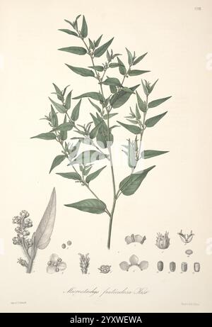 Florae Columbiae, Berolini, apud Ferdinandi Duemmleri Successores, 1858-69, Pflanzen, Kolumbien, Chromolithographien, Graphics Media, 1858-69, zeigt die Illustration einen Zweig von Micranthemum pusillum mit langen grünen Blättern, die entlang des Stiels angeordnet sind. Um den Hauptzweig herum befinden sich detaillierte botanische Zeichnungen, die verschiedene Bestandteile der Pflanze hervorheben, einschließlich Blumen und Samen. Jedes Element ist beschriftet, um einen Einblick in die Anatomie der Pflanze zu erhalten, einschließlich ihrer Blütenstruktur und ihrer Fortpflanzungsteile. Die akribischen Details betonen die Eigenschaften der Blätter, Blumen und Stockfoto