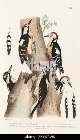 Monographie des picidées, ou Histoire naturelle des picidés, picumninés, yuncinés ou Torcols, Metz, Typ. De J. Verronnais, 1861-62, Vögel, Piziden, Bildwerke, Picoides villosus, dendrocopos syriacus, Eine Sammlung verschiedener Spechtarten, die ihr charakteristisches Gefieder und ihre Merkmale zeigen. Die Szene zeigt mehrere Vögel, die auf einem aufwändig strukturierten Baumstamm thront, mit Details, die ihre einzigartigen Markierungen und Farben widerspiegeln. Unter ihnen ist ein Spechte mit einer auffälligen roten Krone zu sehen, neben anderen mit kräftigen Schwarz-weiß-Mustern. Flankiert den Kofferraum, elegant Stockfoto