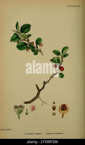 Englisch, Botanik, farbige Figuren britischer Pflanzen, London, R. Hardwicke, 1863-1886, Großbritannien, Bildwerke, Pflanzen, die Illustration zeigt einen Zweig aus dem Cotoneaster vulgaris, allgemein bekannt als Common Cotoneaster. Zu sehen sind seine charakteristischen glänzend grünen Blätter, kleine rote Beeren und ein Teil seines Stiels. Zur Hauptdarstellung gehören detaillierte Skizzen der Blütenstruktur, einschließlich der Blütenknospen und vollständig geöffneten Blüten, sowie Querschnitte der Früchte in unterschiedlichen Reifestadien, die das Innere und die Samenstruktur zeigen. Diese botanische Illustration h Stockfoto