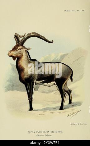 Eine detaillierte Illustration zeigt eine majestätische Capra pyrenaica victoriae, allgemein bekannt als der Pyrenäensteinbock. Diese besondere Darstellung zeigt den starken Körper des Tieres und die markanten, geschwungenen Hörner, die charakteristisch für die Art sind. Der Steinbock steht selbstbewusst auf einem felsigen Gelände, mit einer Kulisse, die auf einen bergigen Lebensraum hindeutet, was seine Anpassung an raue Umgebungen unterstreicht. Die akribische Liebe zum Detail in der Pelzstruktur und die natürliche Haltung des Tieres fängt sein wildes ess ein Stockfoto