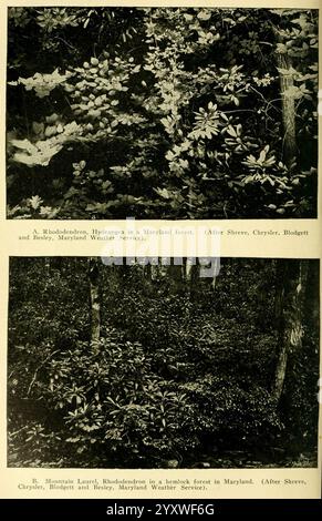 Ein Handbuch der giftigen Pflanzen Cedar Rapids, Ia, die Fackelpresse, 1910-11. USA, giftige Pflanzen, der New York Botanical Garden, die Darstellung zeigt zwei verschiedene Szenen in einem Maryland Wald. Der obere Abschnitt zeigt eine lebhafte Gruppe von Rhododendronblüten vor einem Hintergrund von üppigem Grün, die den natürlichen Lebensraum der Pflanze veranschaulichen. Unten verlagert sich der Fokus auf eine ruhige Waldszene mit einem dichten Dickicht von Bäumen und Unterholz, die für eine ruhige, unberührte Waldfläche repräsentativ sind. Beide Bilder unterstreichen die vielfältige Flora und die ruhige Schönheit der natürlichen Landschaften von Maryland Stockfoto