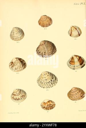 Conchologia Iconica, oder Illustrationen der Muscheln von Weichtieren London, Reeve Brothers 1843–1878. Weichtiere, Bildwerke, Muscheln, Eine Sammlung verschiedener Muscheln, die in organisierter Weise gezeigt werden und komplizierte Muster und Texturen zeigen. Jede Muschel ist mit einer entsprechenden Nummer zur Identifizierung gekennzeichnet. Die Schalen variieren in Größe und Form und bieten einzigartige Designs von Streifen- bis Punktmuster. Das Arrangement hebt die Vielfalt der Meereslebewesen hervor und betont sowohl die Schönheit als auch die Komplexität dieser natürlichen Artefakte. Einige Schalen weisen glatte Oberflächen auf, während Stockfoto