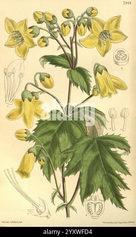 Curtis's Botanical Magazine, London, New York, Botanical Illustration, Botanical Zeitschriften, Bildwerke, Pflanzen Ornamental, Curtis, diese Illustration zeigt eine blühende Pflanze, die durch Gruppen von zarten gelben Blüten gekennzeichnet ist, die anmutig an schlanken Stielen hängen. Die Blüten weisen eine einzigartige glockenartige Form auf, mit einem leicht ausgestellten Rand, umgeben von üppig grünen Blättern, die ein gezacktes Aussehen haben. Knospen werden in verschiedenen Entwicklungsstadien dargestellt, was auf den Wachstumsprozess der Pflanze hinweist. Zusätzliche Beschriftungen umfassen detaillierte Skizzen der reproduktiven Teile der Blume, wie z. B. s Stockfoto