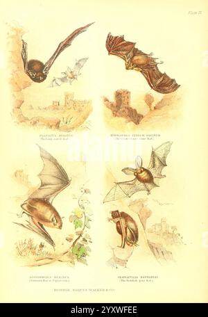 The Living World Boston, Samuel Walker & Co, 1868-1870, 1868, Anthropologie, Bildwerke, Zoologie, plecotus auritus, braune langohrige Fledermaus, häufige langohrige Fledermaus, Fledermaus, langohrige Fledermaus, Rhinolophus ferrumequinum, große Hufeisenfledermaus, Scotophilus murinus, gemeine Fledermaus, rötlich-graue Fledermaus, Myotis nattereri, natterer Fledermaus, vespertilio nattereri, die Illustration zeigt eine Vielzahl von Fledermaus, die jeweils mit ihren wissenschaftlichen Namen gekennzeichnet sind. In der obersten Reihe sind die **Plecotus auritus** (die langohrige Fledermaus) und die **Hipposideros reticulatus** (die vernetzte Fledermaus) im dynamischen Flug dargestellt, was das betont Stockfoto