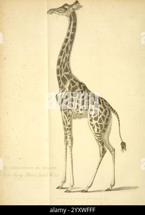 Die Wunder des Tierreichs, London, T. Kelly, 1830, Großbritannien, Giraffe, Zootiere, Menagerien, Tierverhalten beliebte Werke, Giraffe, Eine anmutige Giraffe steht hoch und zeigt ihren unverkennbar langen Hals und ihre elegante Körperform. Sein Fell ist mit einem Muster aus unregelmäßigen Flecken verziert, die in Farbe und Größe variieren, die für die Art charakteristisch sind. Die langen Beine und der kleine Kopf tragen zur hohen Präsenz des Tieres bei. Die Abbildung enthält eine Unterschrift am unteren Rand, die die Kreatur als „der Kamelopard oder die Giraffe“ identifiziert und ihre einzigartige Taxonomie hervorhebt. Der Hintergrund ist m Stockfoto