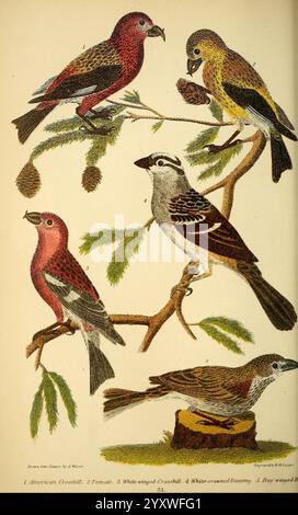 Amerikanische Ornithologie oder die Naturgeschichte der Vögel der Vereinigten Staaten, Petter & Galpin [187-]. Birds, United States, Zonotrichia leucophrys, Weißkrone Sparrow, Loxia leucoptera, Loxia curvirostra, Pooecetes gramineus, Vesper Sparrow, Roter Kreuzschnabel, Weißflügelschnabel, eine wunderschön illustrierte Sammlung von fünf verschiedenen Vogelarten, jede in ihren natürlichen Posen zwischen Ästen und Tannenzapfen akribisch dargestellt. Der erste Vogel, ein amerikanischer Kreuzschnabel, hat ein leuchtendes rotes Gefieder und einen weiblichen Begleiter mit weicheren Tönen. Der dritte Vogel, ein weißgeflügelter Kreuzschnabel, ist n Stockfoto