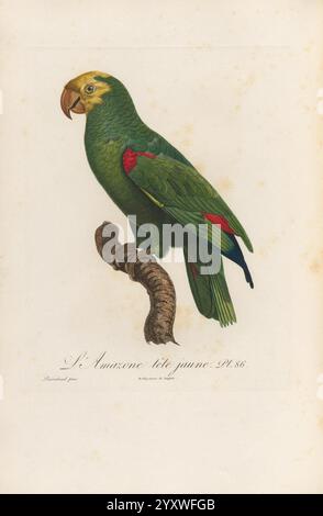 Histoire naturelle des perroquets A Paris chez Levrault an IX (1801) an XIII (1805) Amazona ochrocephala, Ein anschaulich illustrierter Papagei, der auf einem verdrehten Zweig thront und seine leuchtend grünen Federn mit roten Akzenten und einer charakteristischen gelben Stirn zeigt. Der aufmerksame Blick und die komplizierten Details des Vogels unterstreichen seine natürliche Schönheit. Unterhalb der Abbildung befindet sich eine Textbeschreibung, die ihr einen wissenschaftlichen Touch verleiht und den dargestellten Arten Kontext verleiht. Die Gesamtkomposition unterstreicht die Eleganz und den Charme dieses exotischen Vogelmotivs. Stockfoto