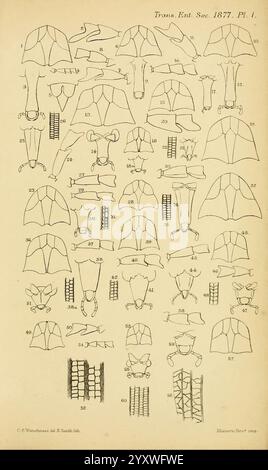 Transaktionen der Entomologischen Gesellschaft von London, London, der Gesellschaft, Entomologie, Zeitschriften, diese Sammlung enthält eine Reihe detaillierter Illustrationen, die verschiedene anatomische Strukturen und morphologische Aspekte im Zusammenhang mit der Entomologie zeigen. Jede nummerierte Figur hebt verschiedene Segmente von Insekten hervor, insbesondere die komplizierten Entwürfe ihrer Exoskelette, Beine und Flügel. Die präzisen Linien und Beschriftungen spiegeln die methodische Untersuchung der Insektenanatomie wider und geben Einblicke in ihre Taxonomie und Klassifizierung. Diese visuelle Referenz dient als wesentliche Ressource für en Stockfoto