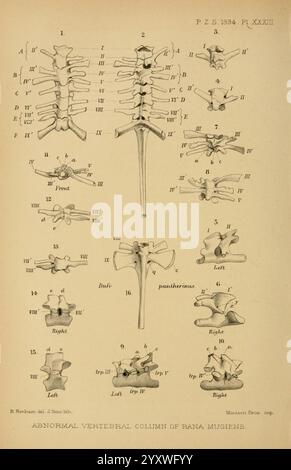 Proceedings of the Zoological Society of London, London, Academic Press Periodicals, Zoology, Bones, diese Abbildung zeigt eine detaillierte Untersuchung der abnormalen Wirbelsäule der Art *Rana mugens*. Das Diagramm zeigt verschiedene Perspektiven und anatomische Merkmale der Wirbel, die mit spezifischen Kennungen zur besseren Klarheit gekennzeichnet sind. Zu den wichtigsten Aspekten gehören frontale und laterale Ansichten sowie vergleichende Elemente, die die linke und rechte Ausrichtung demonstrieren. Die Abbildung dient als wissenschaftliche Referenz und betont die strukturellen Variationen, die innerhalb der Wirbelsäule auftreten können Stockfoto