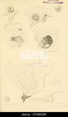 Auf, Keimung, Entwicklung und, Fruktifizierung, von, der, höher, Cryptogamia, London, Pub, für die, Ray, Gesellschaft, von, R, Hardwicke, 1862, Nadelbäume, Pteridophyta, Pflanze, Morphologie, diese Illustration zeigt eine Reihe komplizierter biologischer Strukturen, die wahrscheinlich verschiedene Arten von Zellen oder Mikroorganismen darstellen. Das Arrangement enthält mehrere detaillierte Zahlen, die mit Zahlen gekennzeichnet sind, die jeweils unterschiedliche Ansichten oder Aspekte der Organismen darstellen. Die Konstruktionen heben die einzigartigen Formen, Texturen und internen Merkmale hervor, die mit der mikroskopischen Lebensdauer übereinstimmen, möglicherweise einschließlich Elementen wie c Stockfoto