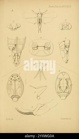 Transaktionen der Entomologischen Gesellschaft von London, London, der Gesellschaft, Entomologie, Zeitschriften, die Abbildung zeigt eine Sammlung detaillierter wissenschaftlicher Zeichnungen, die verschiedene anatomische Strukturen von Insekten darstellen. Jedes nummerierte Segment enthält unterschiedliche Ansichten und Teile verschiedener Insekten, die komplizierte Details ihrer Morphologie zeigen. Stockfoto