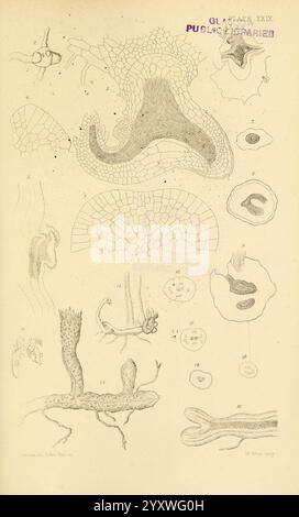 Zur Keimung, Entwicklung und Fruktifizierung der höheren Cryptogamia, London, Pub. Für die Ray Society von R. Hardwicke, 1862, Koniferen, Pteridophyta, Pflanzenmorphologie, die Illustration zeigt eine Reihe akribischer wissenschaftlicher Zeichnungen, die verschiedene Zellstrukturen und -Formen zeigen. Jede beschriftete Abbildung zeigt unterschiedliche biologische Eigenschaften. Der obere Abschnitt enthält komplizierte Darstellungen zellulärer Netzwerke, die möglicherweise Gewebe- oder Organisationsanatomie illustrieren, während der untere Teil detaillierte Darstellungen verschiedener Protozoen und anderer mikroskopischer Elemente enthält. Nummeriert Stockfoto