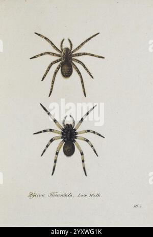 Monographia Aranearum Monographie der Spinnen Nürnberg Lechner 182 Museen Victoria Spinnen Spinnen Arachniden Arachnida Lycosatarantula Lycosa Tarantula Araneae Taxonomie: Familie = Lycosidae, die Abbildung zeigt zwei detaillierte Darstellungen einer Spinnenart, die ihre unverwechselbaren physikalischen Eigenschaften zeigt. Die obere Abbildung hebt eine Tarantel hervor, die für ihren robusten Körper und ihre langen, markanten Beine bekannt ist, während die untere Abbildung einen anderen Winkel einnimmt und ihre komplizierten Muster und Texturen betont. Beide Spinnen sind mit Lycosa Tarantula beschriftet, um sie zu identifizieren Stockfoto