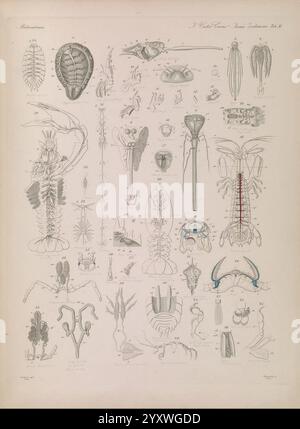 Icones Zootomicae, Leipzig, W. Engelmann, 1857, Atlanten, Anatomie, vergleichend, zeigt diese Illustration eine Vielzahl von Meeres- und Insektenlebewesen, akribisch detailliert und für wissenschaftliche Studien gekennzeichnet. Das Layout weist verschiedene anatomische Strukturen auf, darunter Teile von Kopffüßern, Krebstieren und anderen Wirbellosen. Bemerkenswerte Elemente sind die komplizierte Anatomie eines Tintenfisches, der segmentierte Körper eines Insekts und verschiedene Schalenformen, die jeweils als Referenz nummeriert sind. Die Darstellungen zeigen die Komplexität und Vielfalt biologischer Formen und betonen die Beziehung zwischen verschiedenen Spezies Stockfoto