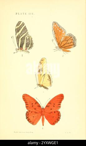 Ein Handbuch mit North American Butterflies Boston de Wolfe Fiske & Co. 1891 Butterflies North America, Eine wunderschön illustrierte Darstellung von vier verschiedenen Schmetterlingsarten, mit einer Vielzahl von Farben und Mustern. Oben links ist ein Schmetterling mit auffälligen schwarz-weißen Streifen zu sehen, während oben rechts leuchtende orangefarbene und schwarze Markierungen zu sehen sind. In der Mitte wird ein zarter gelber Schmetterling mit dezenten Mustern präsentiert. Der untere Teil zeigt einen auffälligen roten Schmetterling, der mit schwarzen Flecken verziert ist und der Gesamtkomposition einen lebendigen Kontrast verleiht. Jede Probe ist als Referenz nummeriert, Stockfoto