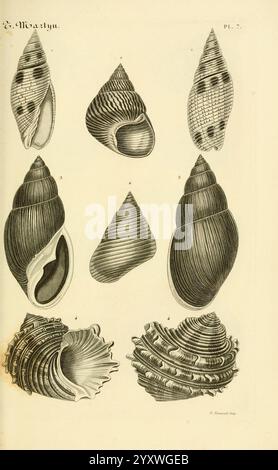 Le Conchyliologiste Universel, ou, Figures des Coquilles jusqu'à Présent Inconnues Recueillies en Divers Voyages à la Mer du Sud depuis l'Année 1764, Paris, A. Franck, Libraire-Editeur, 1845, Mollusken, Pictorial Works, diese Illustration zeigt eine Vielzahl von detailreich gestalteten Muscheln, die jeweils einzigartige Formen und Muster aufweisen. Die obere Reihe weist glatte, längliche Formen auf, einige mit markanten Markierungen, während die untere Reihe mehr strukturierte Schalen enthält, die sich durch ihre spiralförmigen und geriffelten Oberflächen auszeichnen. Jede Schale ist mit einer Zahl gekennzeichnet, die verschiedene Arten oder Arten angibt. Stockfoto