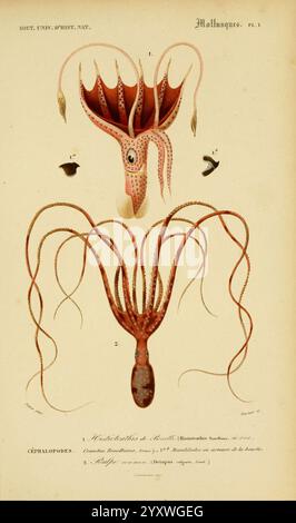 Dictionnaire universel d'histoire naturelle. v. 3, 1849 Atlas Zoologie-Botanique Paris, 1847-1849, Naturgeschichte, Wörterbücher, Eine detaillierte Illustration, die zwei Arten von Kopffüßern zeigt, die sich speziell auf die Anatomie eines Oktopus konzentrieren. Die obere Abbildung zeigt den Kopf und die Tentakel und hebt Merkmale wie die Augen und die Anordnung der Arme hervor. Unten zeigt die zweite Abbildung eine Seitenansicht des Oktopus, die seinen langgestreckten Körper und seine ausgeprägten Anhängsel betont. Beschriftungen weisen auf verschiedene anatomische Komponenten hin, was dies zu einer wertvollen Ressource für die Untersuchung von Marine BI macht Stockfoto