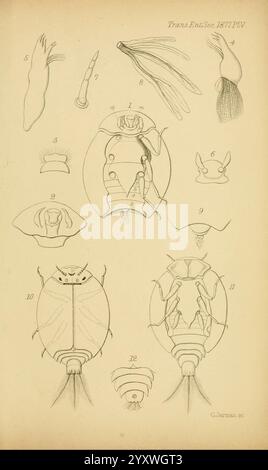 Transaktionen der Entomologischen Gesellschaft von London, London, der Gesellschaft, Entomologie, Zeitschriften, die Abbildung zeigt eine detaillierte Untersuchung verschiedener Wasserorganismen und ihrer anatomischen Merkmale. Nummerierte Zahlen zeigen verschiedene Arten, einschließlich Kopffüßer, Krebstiere und andere Meereslebewesen. Jedes Exemplar ist mit Etiketten dargestellt, die bestimmte Körperteile wie Tentakel, Anhängsel und Exoskelett-Details kennzeichnen. Die komplizierten Linien und Beschriftungen geben Einblicke in die biologischen Strukturen und Anpassungen dieser Kreaturen und veranschaulichen ihre Vielfalt innerhalb der Stockfoto