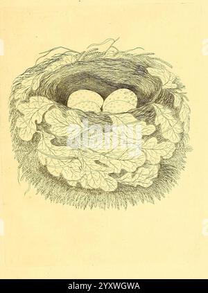 Harmonia ruralis, oder ein Essay zu einer Naturgeschichte der britischen Singvögel, London, gedruckt und verkauft vom Autor 1794-1796, England, Vögel, Eier, Nester, ausgezeichnete, malerische Werke, Ein zartes Nest ist dargestellt, das aufwändig mit Zweigen und Blättern gewebt ist und ein gemütliches Heiligtum schafft. Im Inneren befinden sich zwei gesprenkelte Eier, deren Formen leicht oval und dezent markiert sind. Die üppigen Eichenblätter umgeben das Nest und bilden eine natürliche Tarnung, die sich harmonisch mit den Texturen des Grases darunter anpasst. Die Komposition weckt ein Gefühl der Ruhe und der Zartheit der Natur und hebt die nur hervor Stockfoto