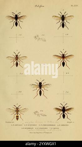 Études sur la famille des Vespidae Paris, V. Masson, 1852-1858. Eumenes, Hornissen, Pollenwespen, Vespidae, Wespen, Museum of Comparative Zoology, diese Illustration zeigt eine Sammlung verschiedener Insektenarten, die sich speziell auf verschiedene Arten von Wespen oder Bienen konzentrieren. Jedes Insekt ist detailliert dargestellt und zeigt unterschiedliche morphologische Merkmale wie Körperform, Flügelstruktur und Färbung. Die Insekten sind mit den ihrer Art entsprechenden Nummern gekennzeichnet, die auch in beschreibendem Text neben ihnen angegeben sind. Das Arrangement hebt die Vielfalt innerhalb der Gruppe hervor, prov Stockfoto