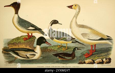 Amerikanisch, Ornithologie, oder natürlich, Geschichte, der, der, der Vögel, der, der, Vereinigte Staaten, Petter, &, Galpin, [187-], Birds, USA, Mergus, merganser, Nord, pintail, Anas, acuta, blau, geflügelt, Petrol, Schnee, Gans, häufig, Merganser, Anser, Caerulescens, Spatel, Discors, Eine lebendige Darstellung verschiedener Wasservögel, die eine Vielzahl von Arten zeigen. Die Abbildung zeigt eine Gruppe von Gänsen, die jeweils mit charakteristischen Gefieder-Mustern und Farben versehen sind. Zu den herausragenden Merkmalen gehören eine große, elegante Gans mit markantem Hals und eine gegenüberliegende Ansicht einer schlanken Ente mit dunklen Federn. Begleitet von Stockfoto