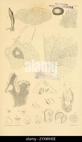 Zur Keimung, Entwicklung und Fruktifizierung der höheren Cryptogamia, London, Pub. Für die Ray Society von R. Hardwicke, 1862, Koniferen, Pteridophyta, Pflanzenmorphologie, die Abbildung zeigt eine Vielzahl von anatomischen und zellulären Strukturen, die die Feinheiten biologischer Formen veranschaulichen. Es enthält detaillierte Darstellungen verschiedener Gewebetypen, zellulärer Anordnungen und verschiedener Teile des Organismus. Beschriftungen und Nummern begleiten jeden Abschnitt, die spezifische Beispiele wie Skalen, Muskelfasern und andere mikroskopische Elemente enthalten. Die Komposition betont die Vielfalt des Lebens im Stockfoto