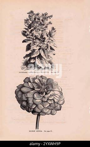 Ein beschreibender Katalog ausgewählter Gemüse-, Blumen- und landwirtschaftlicher Samen, Boston, MA, Curtis & Cobb, Blumen, Boston, Massachusetts, Samen, Kataloge, Doppelzinnia, Saatgutindustrie und -Handel, Nicotiana macrophylla gigantea, Curtis Cobb, Curtis DT Co, Gartengeschichten, in Bloom zeigt die Illustration zwei unterschiedliche botanische Themen. Oben ist **Nicotiana macrophylla**, allgemein bekannt als großblättriger Tabak, mit seinen breiten, strukturierten Blättern und einer Gruppe röhrenförmiger, weißer Blüten dargestellt. Darunter zeigt eine auffällige Darstellung einer **doppelten Zinnia** ihre dicht geschichteten Blütenblätter, Crea Stockfoto