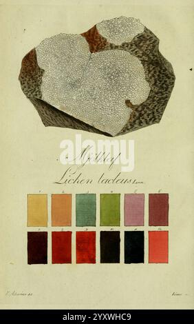 Svenska, Lafvarnas, färghistoria, Stockholm, Tryckt, hos, C. Delén, 1805-[1809], Färbemittel, Pflanzen, Economic, Aspects, Flechten, Sweden, the New York Botanical Garden, Flechten, die Komposition zeigt eine detaillierte Studie einer Flechte, die prominent in der Mitte gezeigt wird und ihre komplizierten Texturen und Muster enthüllt. Diese zentrale Illustration umgibt eine kuratierte Palette von Farben, die jeweils verschiedene Schattierungen und Farbtöne darstellen, die in natürlichen Exemplaren zu finden sind. Die unten stehenden Farbbeispiele sind in übersichtlichen Reihen angeordnet und bieten eine visuelle Referenz für die verschiedenen Töne, die die Flechte und ihre Umgebung definieren. Die Stockfoto