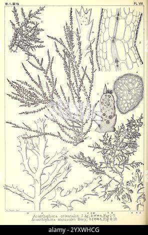 Ikonen japanischer Algen, Tokio, Kazamashobo 1907-1942, Algen, Botanik, Japan, Bildwerke, Acanthophora orientalis, Acanthophora muscoides, die Illustration zeigt verschiedene Formen der Meeresflora, insbesondere die Gattungen Acanthophora. Die detaillierten Darstellungen heben die unterschiedlichen Strukturen hervor und zeigen die komplizierten Verzweigungsmuster und Texturen der Algen. Enthalten sind verschiedene Arten, wie Acanthophora orientalis und Acanthophora muscosa, die mit präzisen anatomischen Details dargestellt werden. Das Arrangement zeigt sowohl die grünen, frondenartigen Merkmale als auch die Querschnittsansichten. Stockfoto