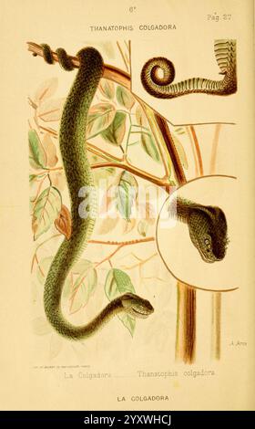 Los ofidios venenosos del Cauca Cali, 1896. Cauca Dept Colombia Schlangen Venom Zoology Bothriechis schlegelii Taxonomy: Unterordnung = Serpentes World Snake Day, die Illustration zeigt eine grüne Schlange, bekannt als Thanatophis colgadora, auch als Kletterschlange bezeichnet. Die Schlange wird in einem naturalistischen Stil dargestellt und in verschiedenen Positionen gezeigt, was ihren charakteristischen langen, schlanken Körper und die glatten, glänzenden Skalen veranschaulicht. Das Design fängt seine einzigartigen Merkmale ein, einschließlich des Kopfes mit leicht spitzer Schnauze und großen Augen. Um die Schlange herum befinden sich Laubelemente, die ihre habita betonen Stockfoto