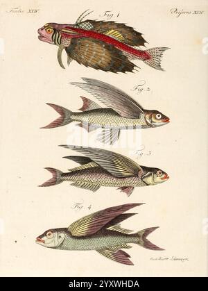 Porte-feuille Instructif et amusant pour la jeunesse, à Vienne, Chez Antoine Pichler, 1807, Naturgeschichte, juvenile Works, Woods Hole, diese Illustration zeigt eine Auswahl von Wasserarten, die ihre Besonderheiten und anatomischen Strukturen zeigen. Auf der Spitze wird ein detailreicher Fisch mit komplizierten Schuppen und bunten Flossen hervorgehoben. Unten sind drei weitere Fische abgebildet, die jeweils einzigartige Formen und Flossenanordnungen aufweisen. Die zweite und dritte sind stromlinienförmig und eignen sich für schnelle Bewegungen im Wasser, während die letzte mit einem abgerundeten Körper ausgestattet ist. Die naturalistische Darstellung Stockfoto