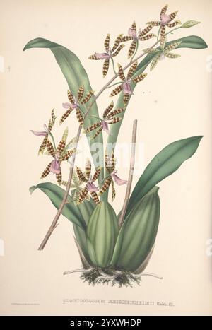 Pescatorea, Bruxelles, M. Hayez, 1860, Orchidaceae, diese Illustration zeigt eine atemberaubende Orchideenart, die zarte, aufwendig gemusterte Blumen mit Anklängen von Lila und Braun zeigt. Die Blüten sind entlang schlanker Stiele angeordnet, die aus üppig grünen Blättern mit einer glänzenden Textur hervorgehen. An der Basis zeigt die Pflanze dicke, bauchige Strukturen, die auf ihr einzigartiges Wurzelsystem hinweisen. Die Gesamtkomposition unterstreicht die Eleganz der Orchidee und betont ihre natürliche Schönheit und die zarte Balance ihrer Farben und Formen. Die Liebe zum Detail in der Blumen- und Laubdarstellung sho Stockfoto