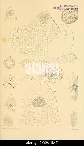 Zur Keimung, Entwicklung und Fruktifizierung der höheren Cryptogamia, London, Pub. Für die Ray Society von R. Hardwicke, 1862, Nadelbäume, Pteridophyta, Pflanzenmorphologie, eine Sammlung komplizierter Illustrationen, die verschiedene mikroskopische Strukturen darstellen. Die oberen Abschnitte zeigen gestreckte, spitze Formen mit strukturierten Oberflächen, die jeweils mit Zahlen gekennzeichnet sind und unterschiedliche Formen oder Merkmale anzeigen. Darunter befinden sich kreisförmige und ovale Formen, darunter eine, die ein augenähnliches Zentrum zu haben scheint, umgeben von einem filigranen Netz von Linien, die zellulären Mustern ähneln. In jeder Abbildung wird hervorgehoben Stockfoto